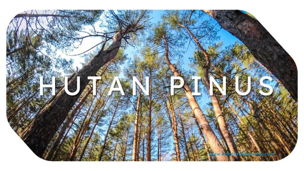 Hutan Pinus Mangunan Imogiri