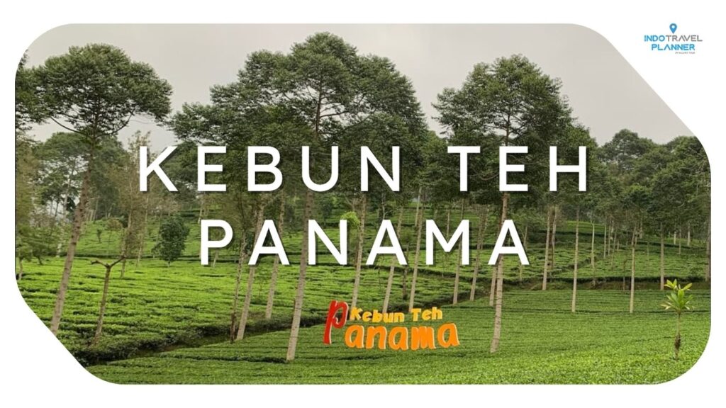 Kebun Teh Panama