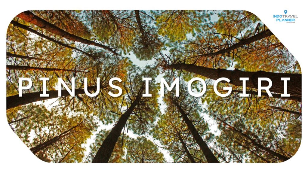 Pinus Imogiri