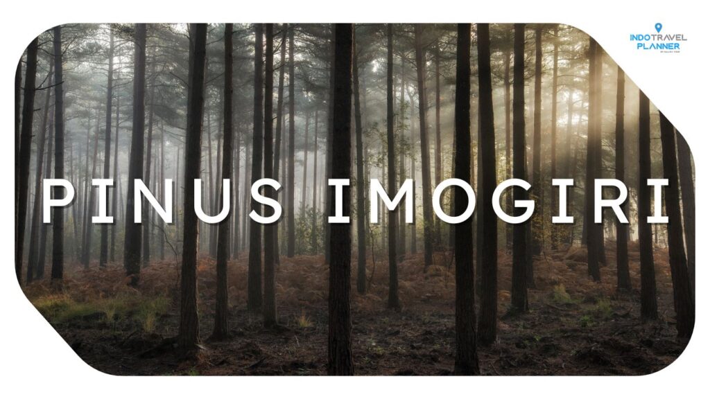 Pinus Imogiri