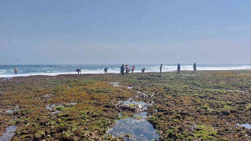 Berburu Suket Paris di Pantai Nguyahan